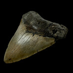 5.57" Megalodon Tooth