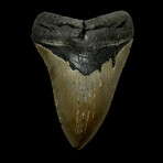 5.02" Serrated Megalodon Tooth