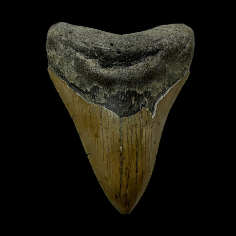 4.55" Serrated Megalodon Tooth