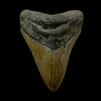 4.55" Serrated Megalodon Tooth