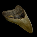 4.87" Serrated Megalodon Tooth