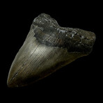6.26" Giant Serrated Megalodon Tooth
