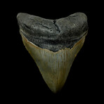 4.19" High Quality Megalodon Tooth