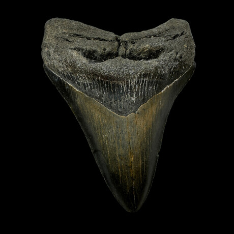 4.63" Serrated Megalodon Tooth