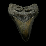 4.63" Serrated Megalodon Tooth
