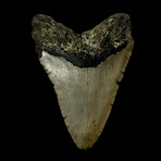 4.53" Megalodon Tooth