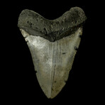 5.51" High Quality Megalodon Tooth