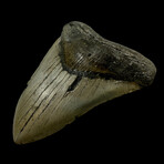 5.51" High Quality Megalodon Tooth