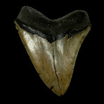 5.48" Serrated Megalodon Tooth
