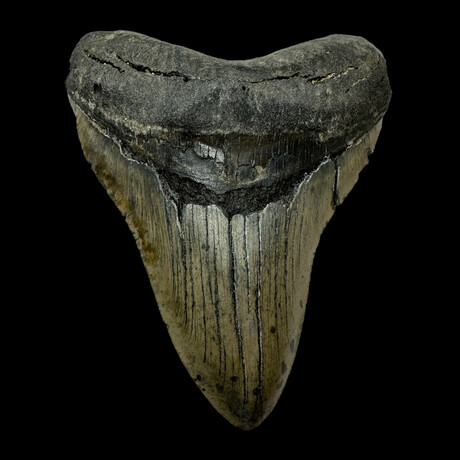 5.45" High Quality Megalodon Tooth