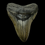 5.45" High Quality Megalodon Tooth