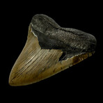 5.48" Serrated Megalodon Tooth
