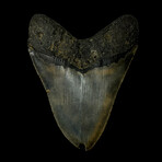 4.98" Serrated Megalodon Tooth