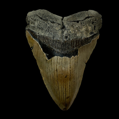 4.53" Megalodon Tooth