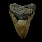 4.53" Megalodon Tooth