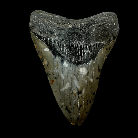 4.42" Colorful Megalodon Tooth