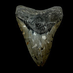 4.42" Colorful Megalodon Tooth