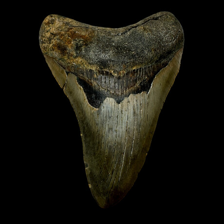 4.90" High Quality Megalodon Tooth