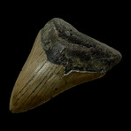 4.55" Serrated Megalodon Tooth