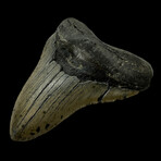 5.45" High Quality Megalodon Tooth