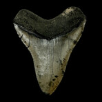 5.45" High Quality Megalodon Tooth