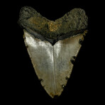 5.57" Megalodon Tooth
