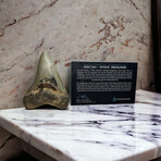 4.45" Serrated Megalodon Tooth