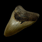 4.87" Serrated Megalodon Tooth