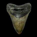 4.77" High Quality Megalodon Tooth