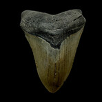 4.53" High Quality Megalodon Tooth