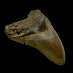 4.78" Colorful Megalodon Tooth