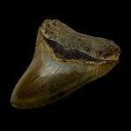 4.78" Colorful Megalodon Tooth