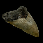 5.57" Megalodon Tooth