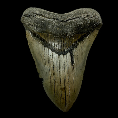 5.51" High Quality Megalodon Tooth