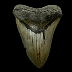 5.51" High Quality Megalodon Tooth