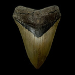 5.17" Serrated Megalodon Tooth