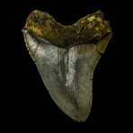 4.78" Colorful Megalodon Tooth