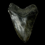 6.26" Giant Serrated Megalodon Tooth
