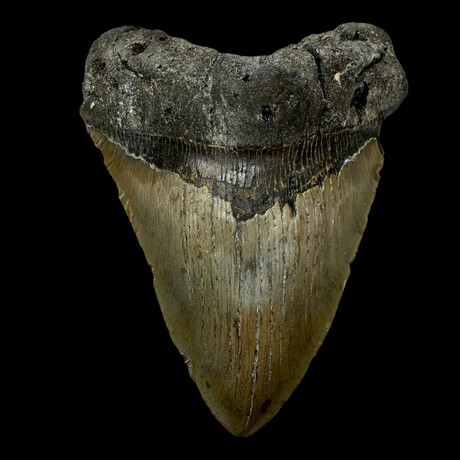 5.57" Megalodon Tooth