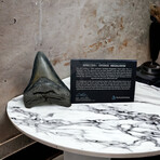 4.63" Serrated Megalodon Tooth