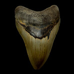 4.87" Serrated Megalodon Tooth