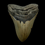4.60" Megalodon Tooth