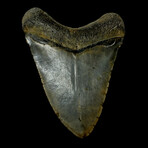 5.45" Giant High Quality Megalodon Tooth