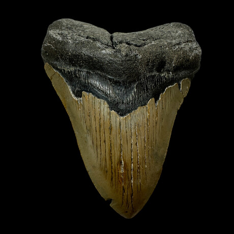 4.46" Megalodon Tooth
