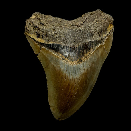 4.78" Colorful Megalodon Tooth