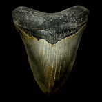 5.45" Giant High Quality Megalodon Tooth