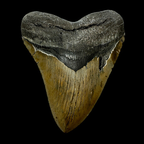 5.48" Serrated Megalodon Tooth