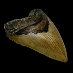5.92" Massive High Quality Megalodon Tooth