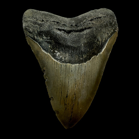 4.94" Serrated Megalodon Tooth