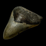 5.38" High Quality Serrated Megalodon Tooth